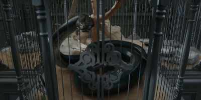 -I discovered him, so I got to name him.
-[hissing] - A Series of Unfortunate Events