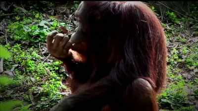 I DO KNOW THERE IS A PRIMATE CONSERVATORY - Strange Evidence