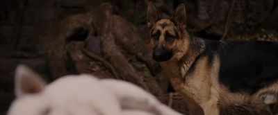 She's gone - Beverly Hills Chihuahua