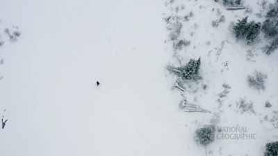I do worry about the dog,
they will take your animals. - Life Below Zero: First Alaskans