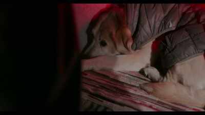 I don’t want to force him. - Dogs