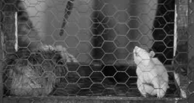 I don't believe it, it's not possible. - The Wasp Woman