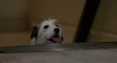 I don't believe this. - Honey, I Shrunk the Kids