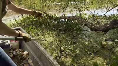I don't feel anything yet. - Swamp People