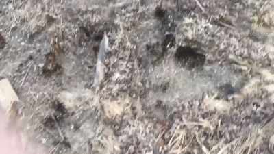 I don't know if maybe this is where - The Fear Footage