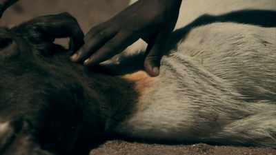 I DON'T KNOW OF A PREDATOR
THAT DRINKS BLOOD - Expedition Mungo