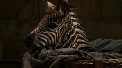 I don't know Okay we can rule out genius - Racing Stripes