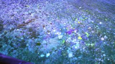 I don't know what it is." - Chasing Coral
