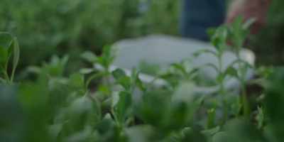 I don't know why anybody eats spinach. - Chef's Table: Pizza