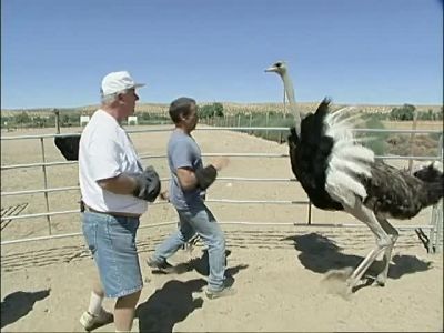I DON'T SEE WHAT COULD POSSIBLY GO WRONG - Dirty Jobs