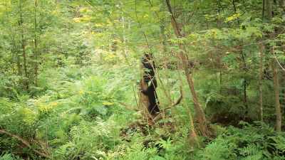 I don't teach bears
how to be bears. - Pandas