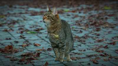 I don't think it's just you, - Scaredy Cats