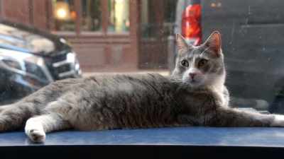 I don't think I've met a lesbian
who doesn't have a pet, - Love Trip: Paris