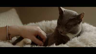 I don't think the
Bay Area is somewhere - Cat Daddies