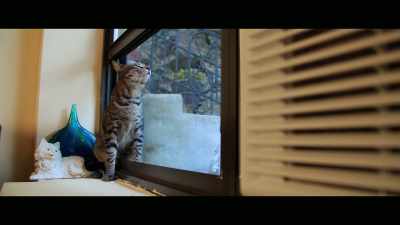 I don't think he was
the typical outdoor cat - Cat Daddies