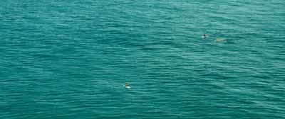 How are you? - The Shallows
