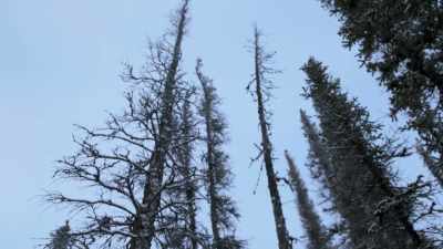 I don't want to burn
rotten wood; - Life Below Zero: Next Generation