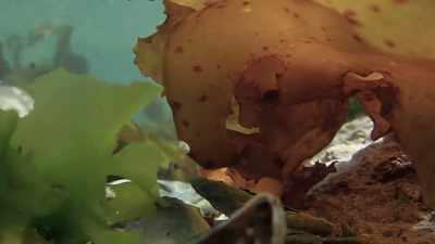 I dropped one of my lenses, - My Octopus Teacher