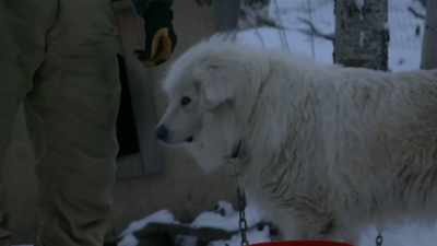 I dump that juice
into the dogs' water. - Life Below Zero: Next Generation