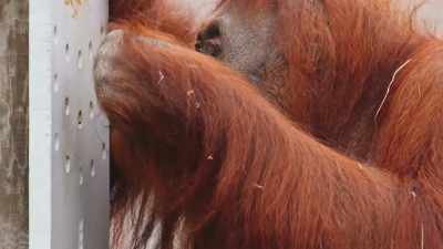 I enjoy the time getting
to hang out with her, - Secrets of the Zoo