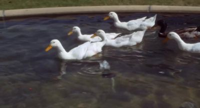 I feed them the whole pharmacy - Hush