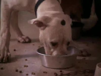 I feel I'm going to be sick - Homeward Bound: The Incredible Journey