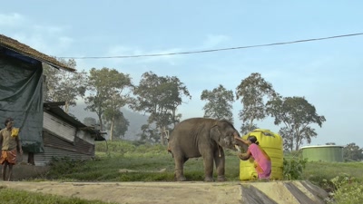 I feel like I am his mother. - The Elephant Whisperers