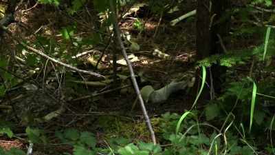 I feel like I'm walking
in on somebody's dinner table. - Expedition Bigfoot