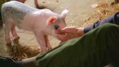 I feel you never see what's wrong with it - Pignorant