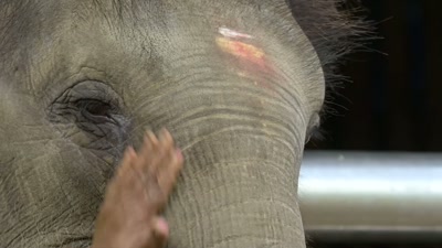 I feel the same intense pain I felt
when my daughter died. - The Elephant Whisperers
