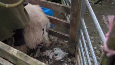 I find it embarrassing.
I'm not talking about it. - Our Yorkshire Farm