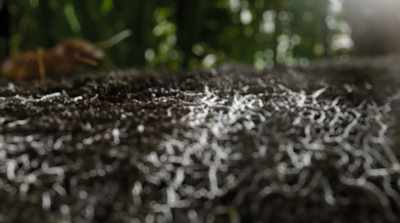 I found a biological switch
that delayed sporulation, - Fantastic Fungi