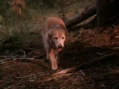 I found our breakfast - Homeward Bound: The Incredible Journey