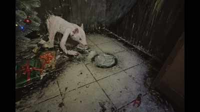 I gave them clothes for Christmas. - The Wolf House