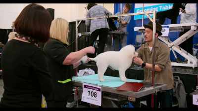I get nervous during contests... - Dogs