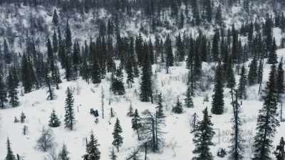I got a couple, uh, good
standing dead trees back here. - Life Below Zero: First Alaskans