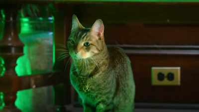 I got it! If we can't use our magic,
we'll use hers! - Scaredy Cats