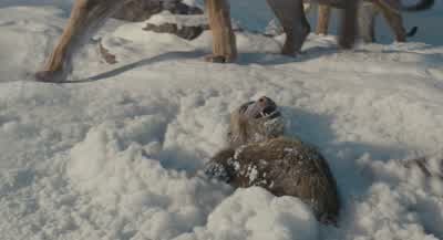 I got you, Rafiki. - Mufasa: The Lion King