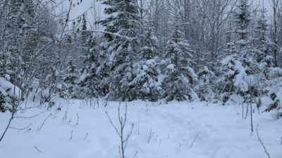 I gotta keep him warm.
We're in this together. - Life Below Zero: Next Generation