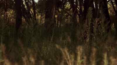 I grew to love the forest. - Badlands