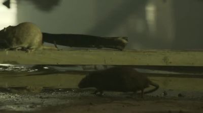 I hate rats. - Hemlock Grove