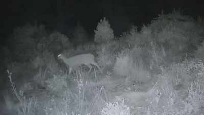  I have never seen
 a deer move so quick - Expedition Bigfoot