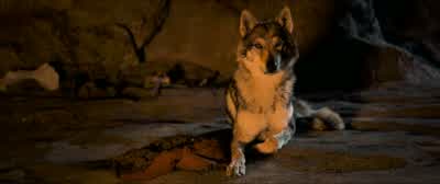 I have not forgiven you. - Alpha