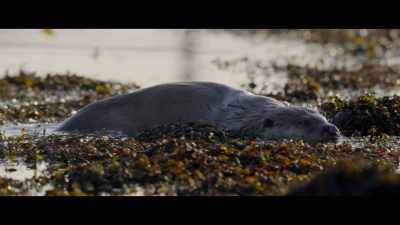 I have noticed the otters
round here seem to feed on - Billy & Molly: An Otter Love Story