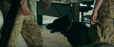 I haven't left Bruno
for what, 12 hours? - Megan Leavey