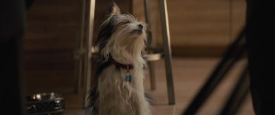 Hmm. - A Dog's Journey