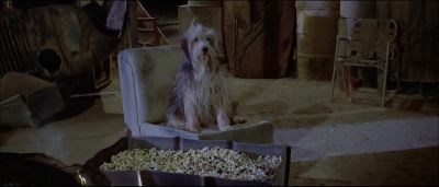 I hope the next time you play with yourself you go blind - A Boy and His Dog