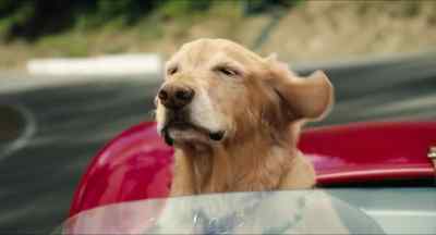 I have never ever felt
so special. - The Art of Racing in the Rain