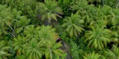 ♪ ♪ - Fantasy Island