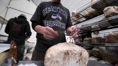 I invented this business - Fantastic Fungi